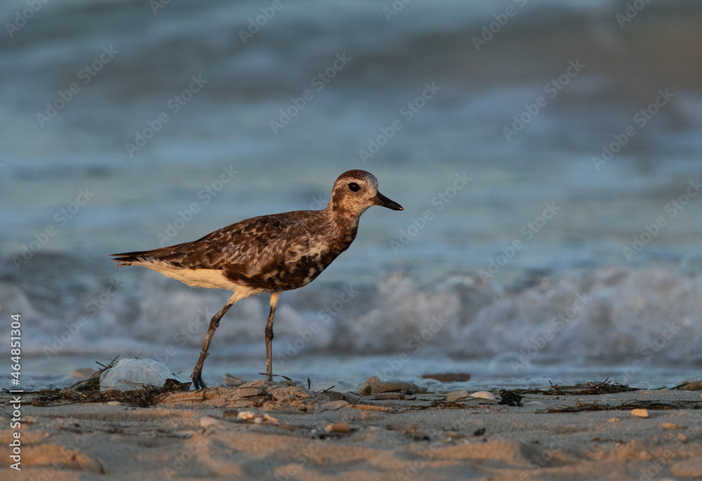 Closeup of a Grey plover at Busaiteen coast of Bahrain Closeup of a Grey plover at Busaiteen coast of Bahrain