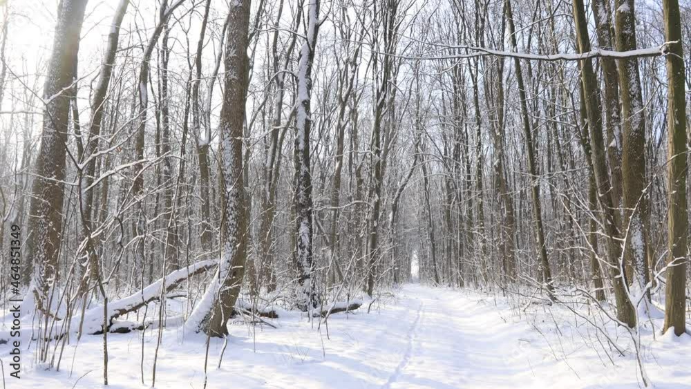 a panorama winter forest withs snow and sun a panorama winter forest withs snow and sun