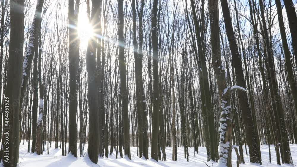 a panorama winter forest withs snow and sun a panorama winter forest withs snow and sun