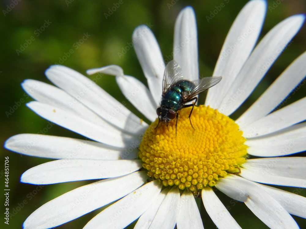 Fototapeta premium fly on flower