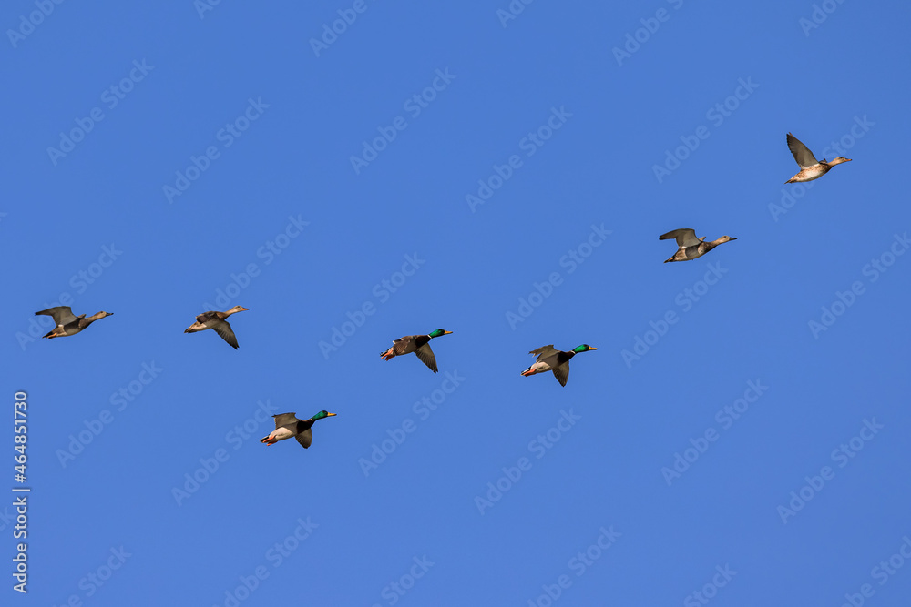 Flock of seven ducks in flight