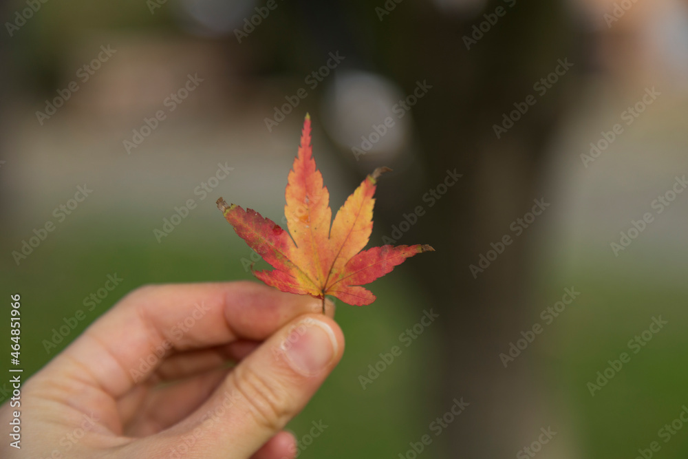 The woman holding yellowed autumn leaf. The woman holding yellowed autumn leaf.