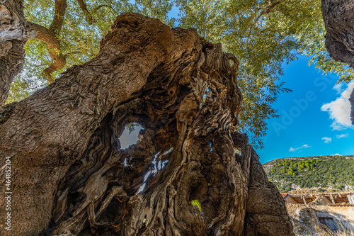 Alter knorriger Doppia Olivenbaum mit Loch