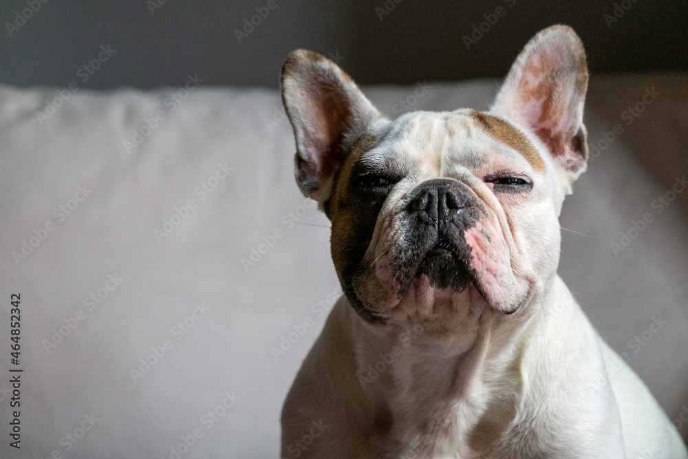 White French Bulldog with brown spots