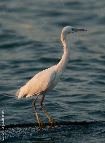 Western reef egret white morphed fishing at Busaiteen coast, Bahrain photo