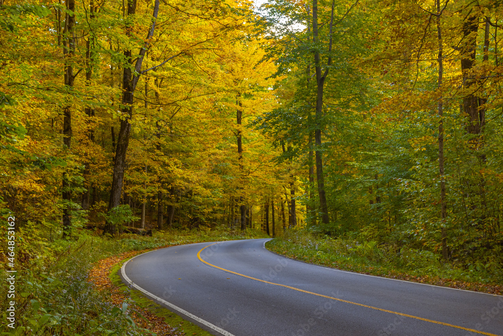 road in autumn forest road in autumn forest