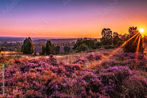 Принти на полотні Lüneburger Heide -Touched by the first sunrays
