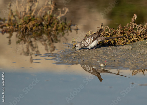 Namaqua Dove drinking water at hamala, Bahrain photo