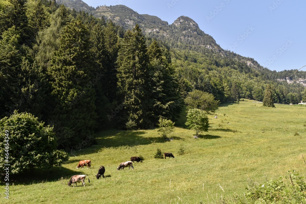 Pastures at the Kraun hut on the Mezzocorona mountain, on a sunny day with grazing cows
