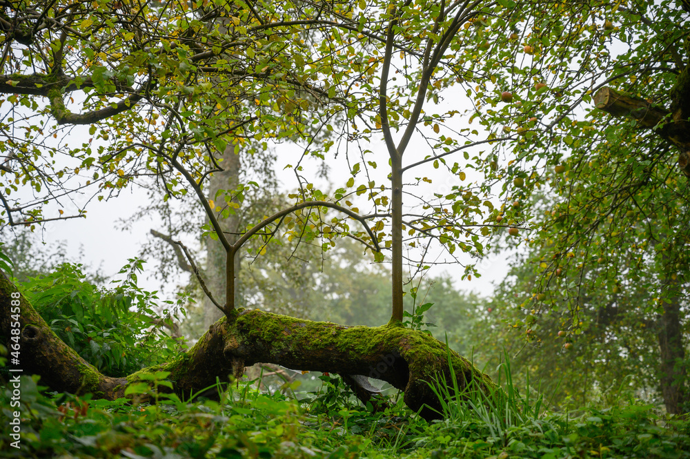 Fototapeta premium Schaalsee Wald spaziergang
