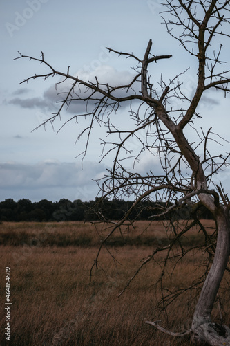 Cloudy Sky on dry terrain with a tree