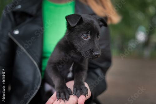 A beautiful purebred puppy of black color in the arms of a girl.