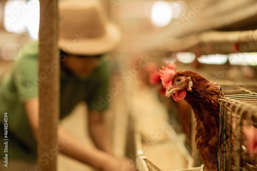 Bild auf Leinwand Retrato de una gallina con un Joven recogiendo huevos en la granja
