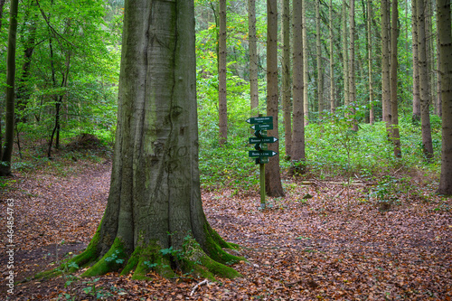 neuenkirchner See Waldgebiet Wanderweg im Herbst