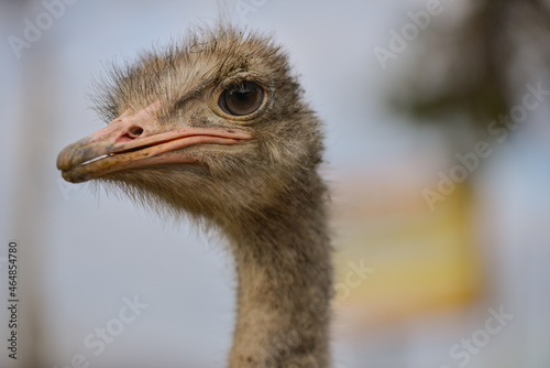 portrait of an ostrich photo