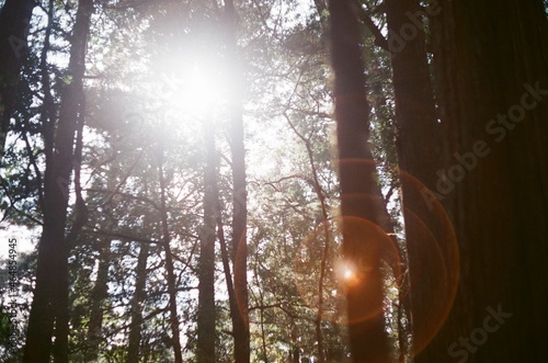 sun in the forest