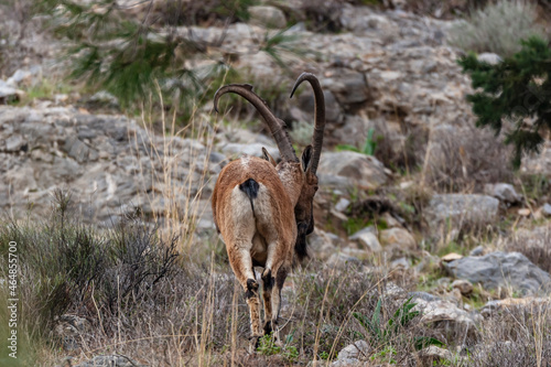 Wild goat or mountain goat, western Turkey