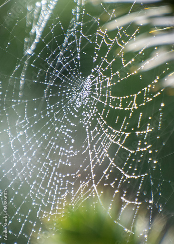 spider web with dew drops © Dominic