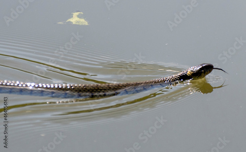 Obraz na płótnie Grass snake in the water