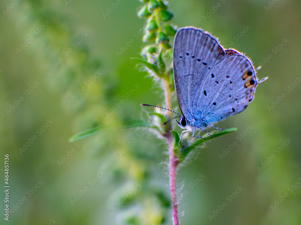 Obraz premium Insect, macro, closeup, animal, brown.