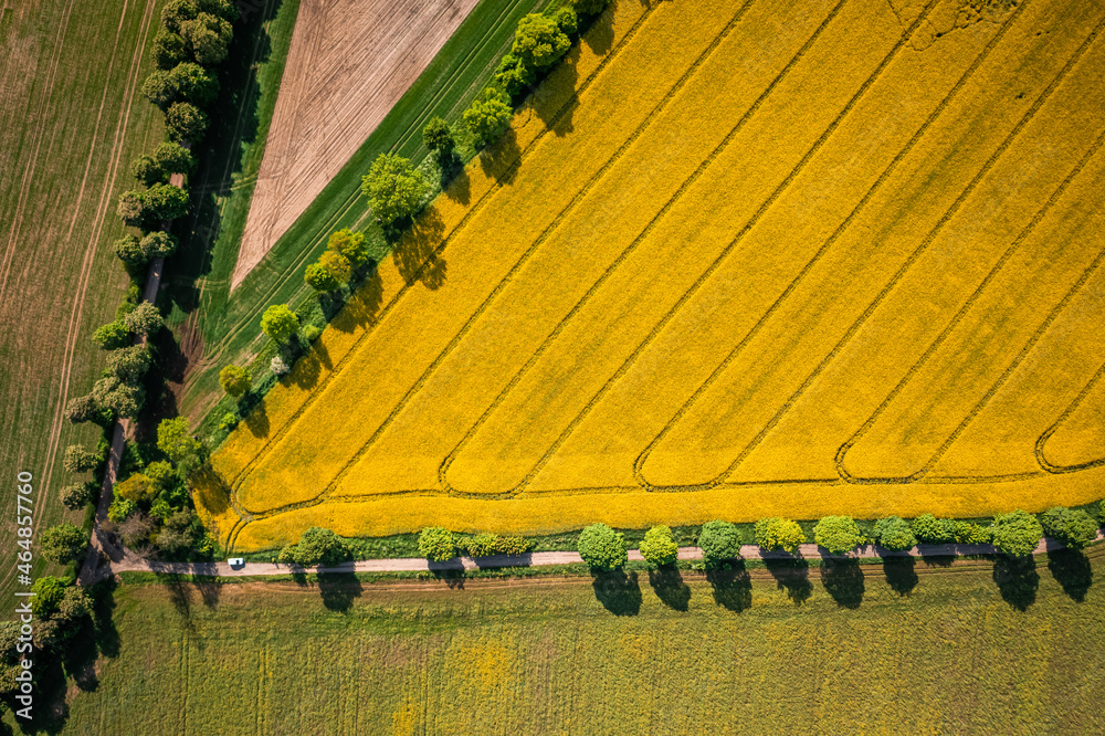 Blooming field of rapeseed in Poland countryside. Blooming field of rapeseed in Poland countryside.