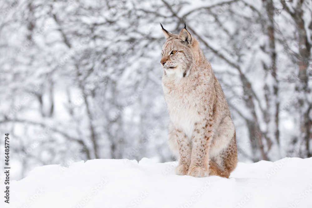Close-up of a beautilful lynx cat in the winter snow Close-up of a beautilful lynx cat in the winter snow