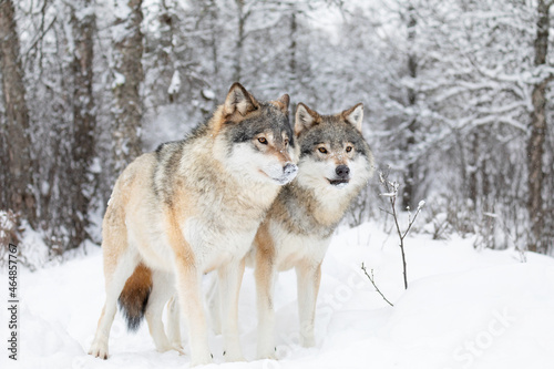 Two beautiful wolves in cold snowy winter forest