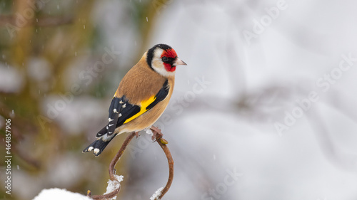 A brightly coloured male Goldfinch perched on a branch in snow