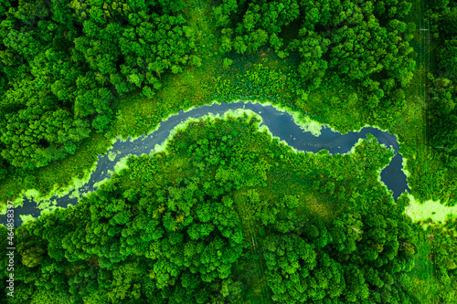 Amazing river and green forest in summer.