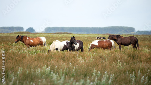 Fotografie, Obraz Wild ponies of the Gower Peninsula, Wales, UK