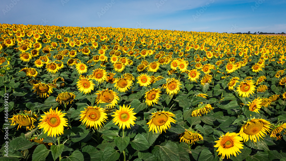 Obraz premium Aerial view of sunflower field in late summer.