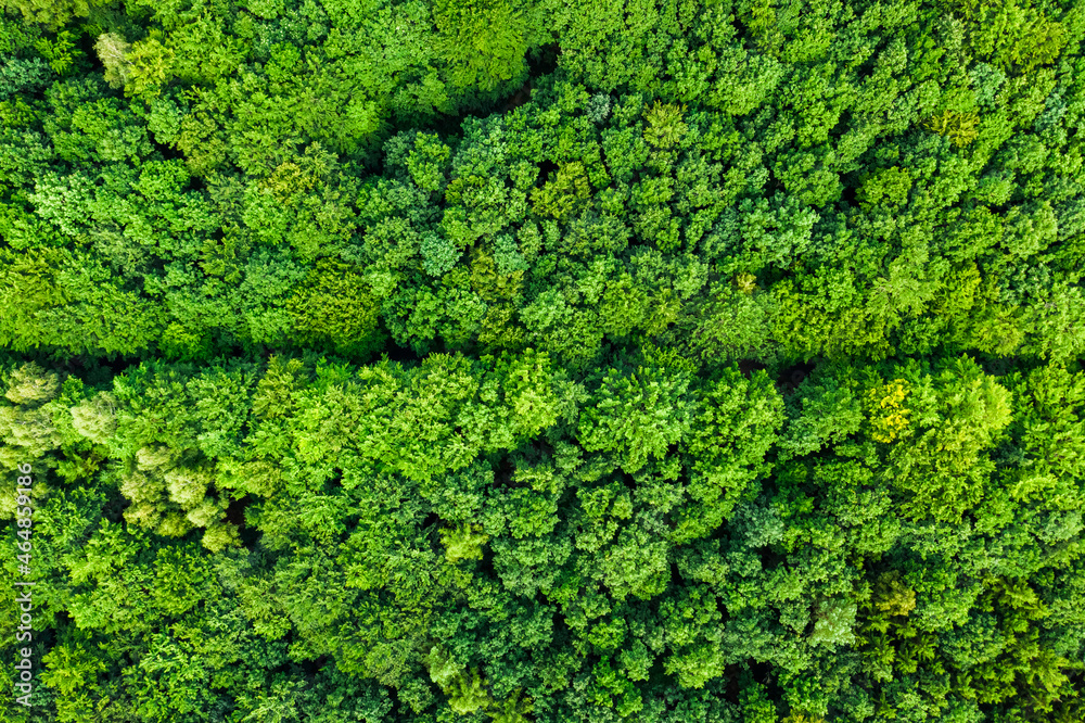 Top down view of green trees. Aerial view of naure