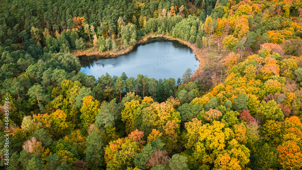 Stunning small pond in autumn forest. Aerial view of wildlife.