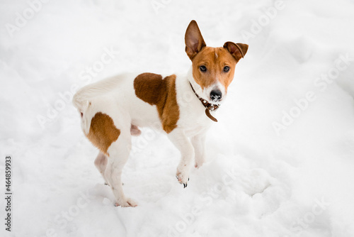 Fototapeta Naklejka Na Ścianę i Meble -  A cute white-red Jack Russell dog walks in the snow. 