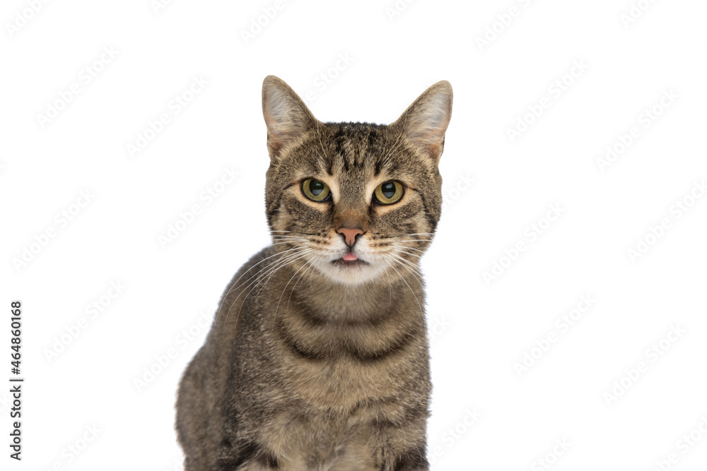 Obraz premium adorable metis cat sticking her tongue out at the camera