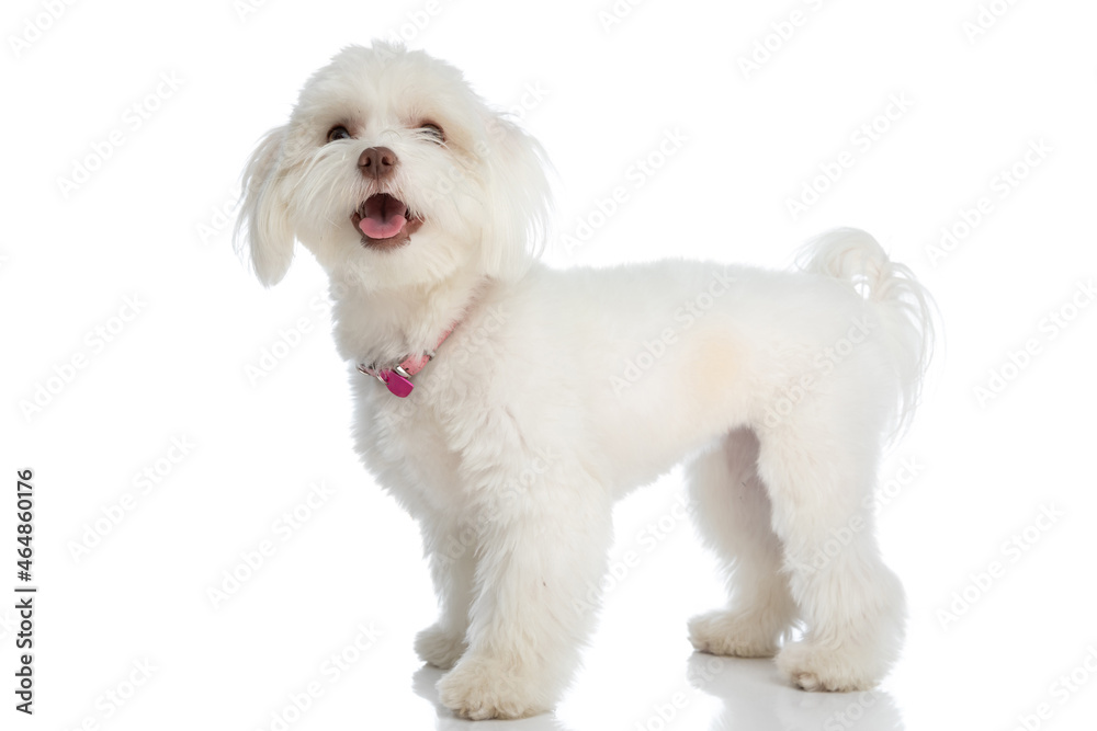 happy small bichon puppy sticking out tongue and looking up happy small bichon puppy sticking out tongue and looking up