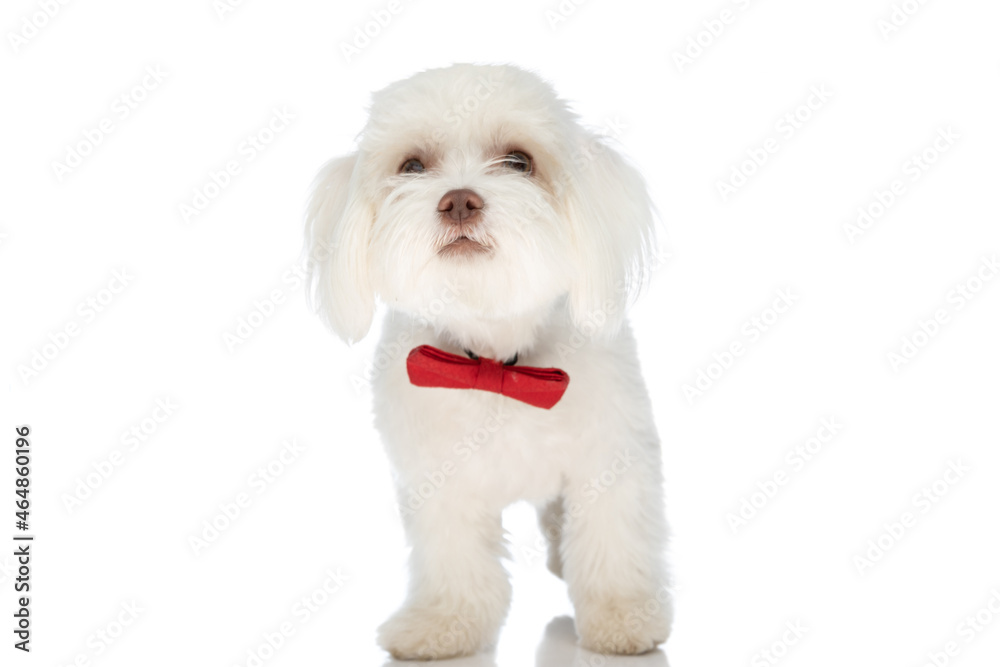 lovely bichon puppy wearing red bowtie and looking up