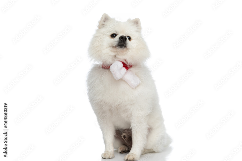 little pomeranian dog wearing a christmas scarf at neck