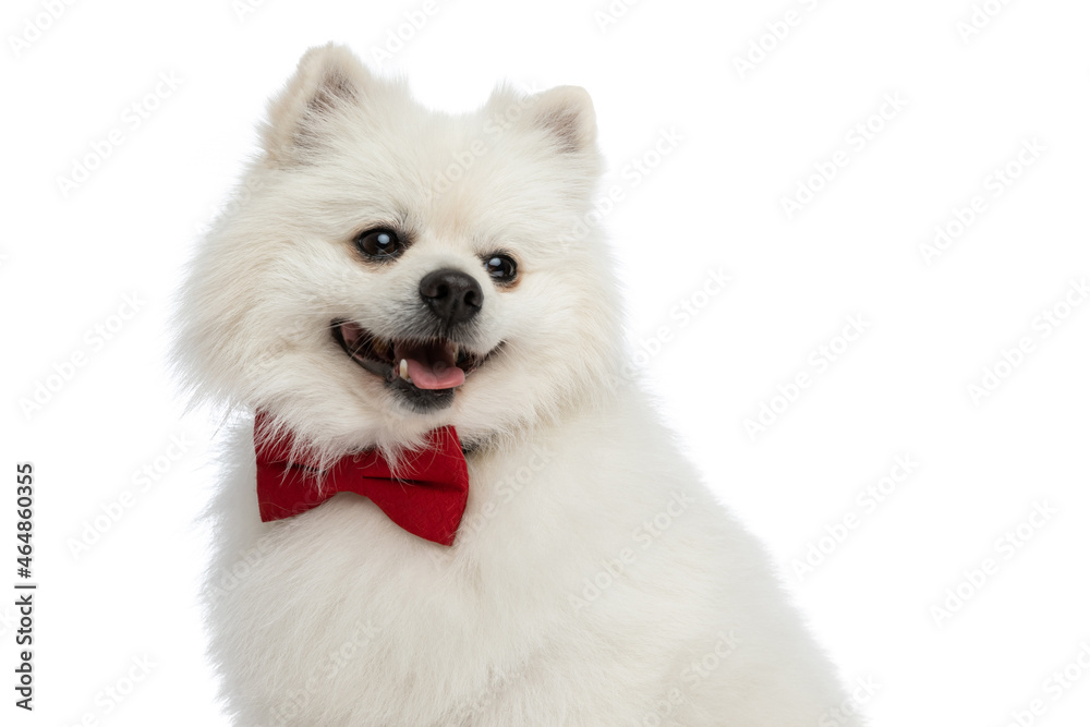 adorable pomeranian dog sticking out tongue, wearing a red bowtie
