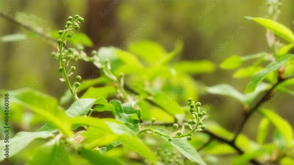 Bird cherry branch with buds in spring forest Bird cherry branch with buds in spring forest