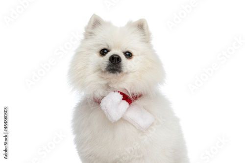 Wallpaper Mural beautiful pomeranian dog is wearing a scarf at his neck Torontodigital.ca