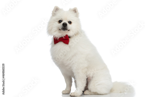 pomeranian dog wearing a red bowtie