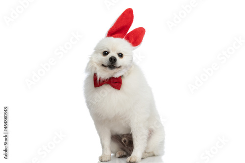 adorable pomeranian dog sitting and wearing his bunny ears © Viorel Sima