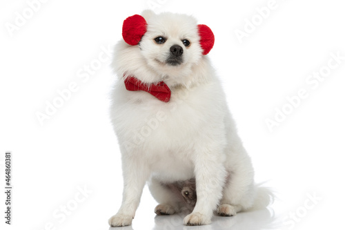 pomeranian dog wearing red headphones and bowtie © Viorel Sima