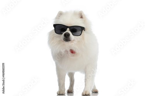adorable pomeranian dog wearing sunglasses and a red bandana