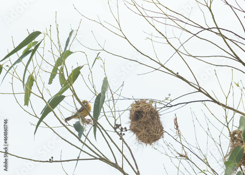 Asian Golden Weaver