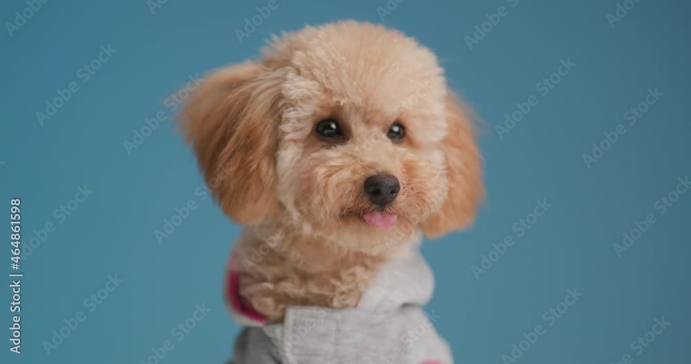 sweet poodle doggy in jacket sticking out tongue, licking nose and looking to side while sitting and being curious on blue background in studio sweet poodle doggy in jacket sticking out tongue, licking nose and looking to side while sitting and being curious on blue background in studio