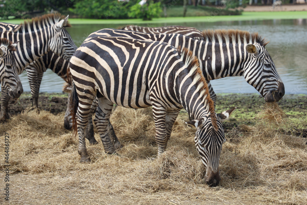 The family burchell zebra is eatting in farm near the river The family burchell zebra is eatting in farm near the river