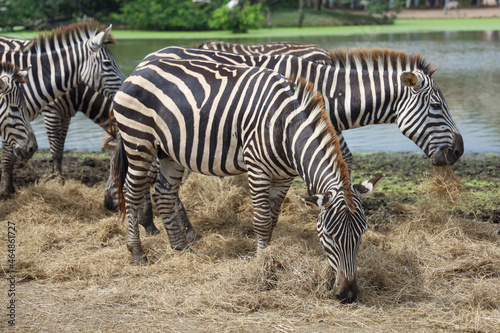 The family burchell zebra is eatting in farm near the river