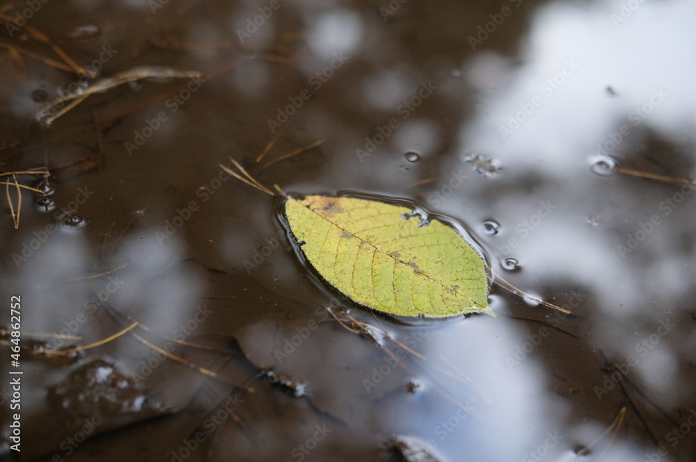 Obraz premium Autumn forest. Yellow leaves in the tree